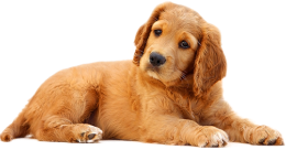 donation dog image