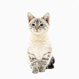 Freddie cat image