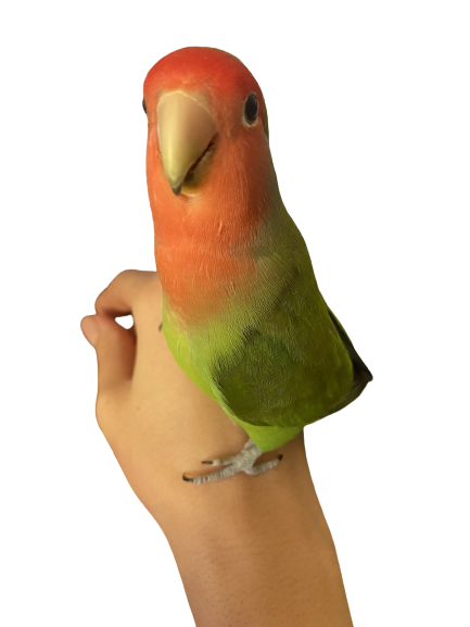 Promienik parrot image